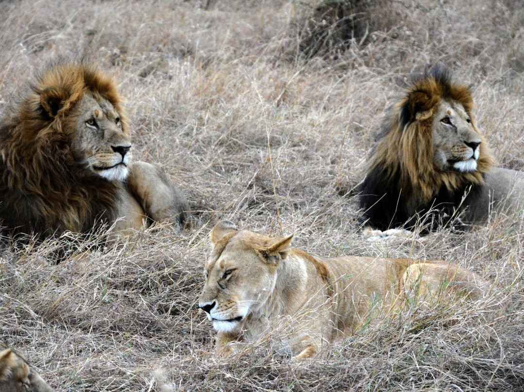 Offbeat Mara Camp