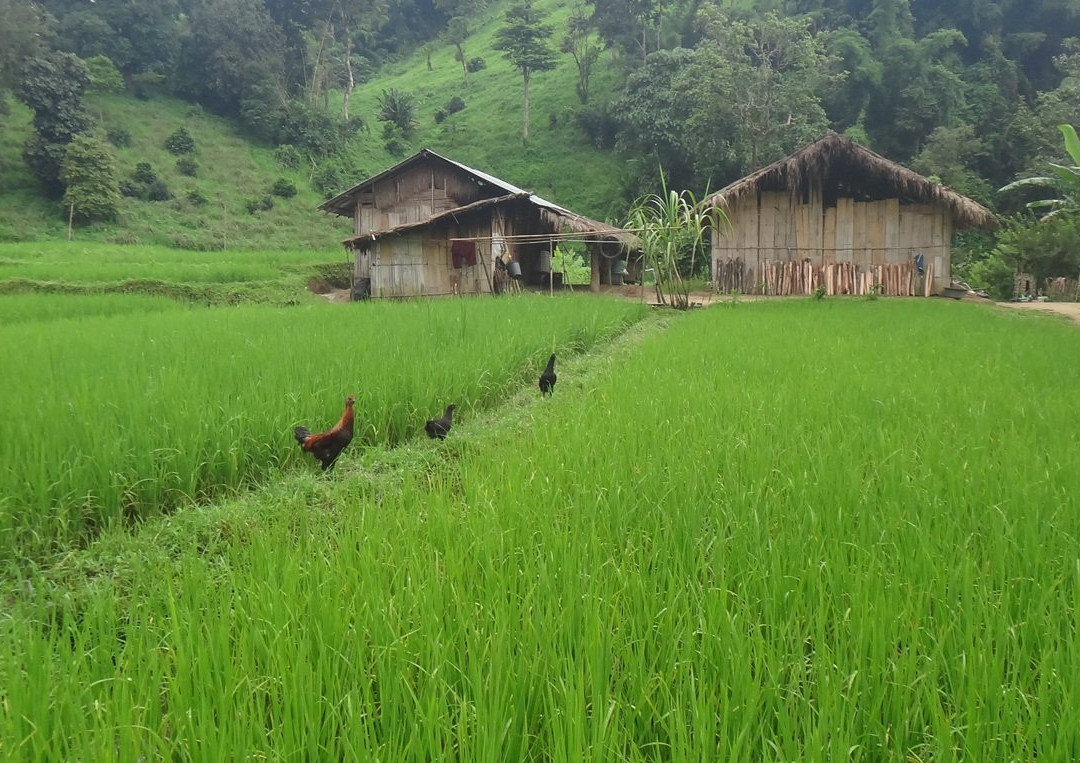 Coconut Tours-清莱必去景点