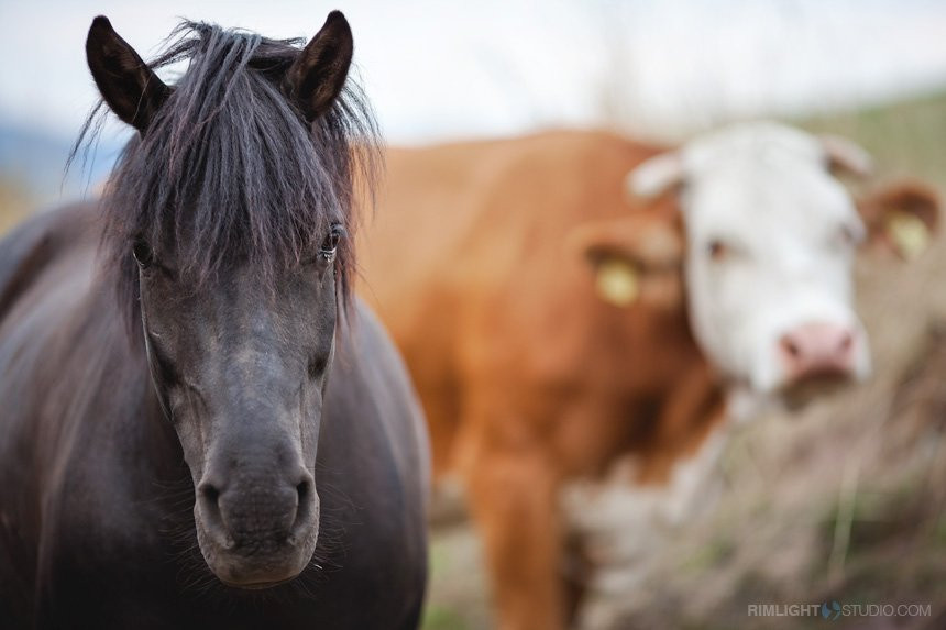 Kowalowe Wzgorze主图