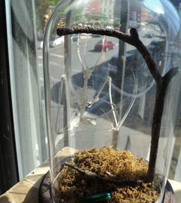 Morbid Anatomy Museum-布鲁克林必去景点