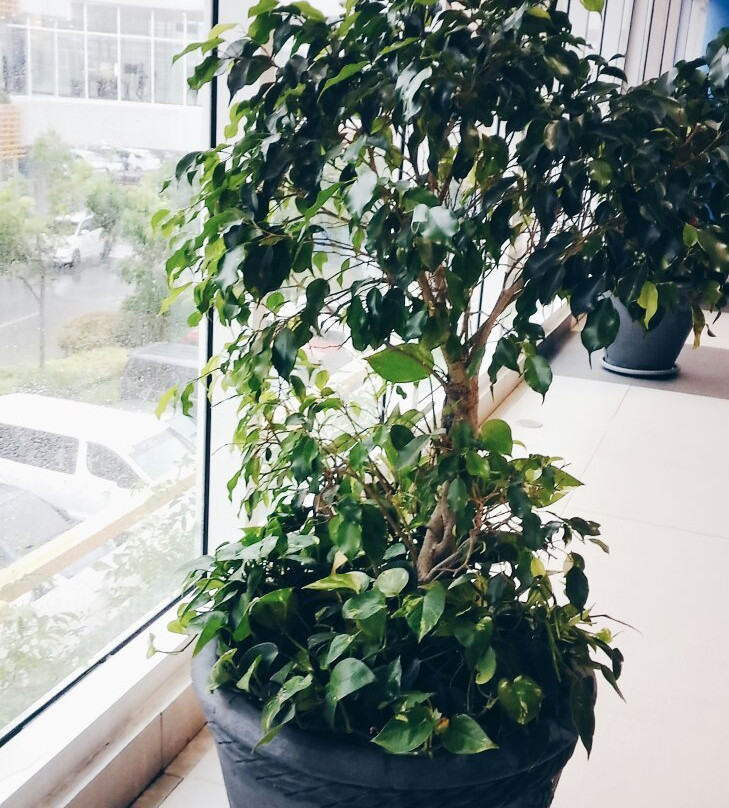 Cauayan City旅游景点-SM City Cauayan