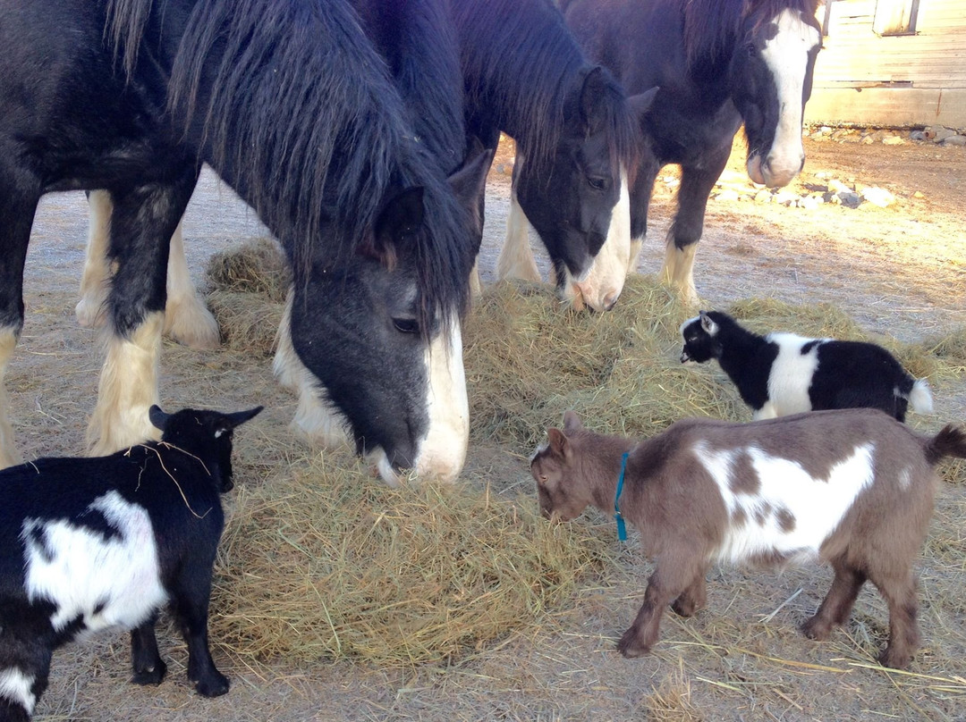 Wild Iris Farm-巴港必去景点
