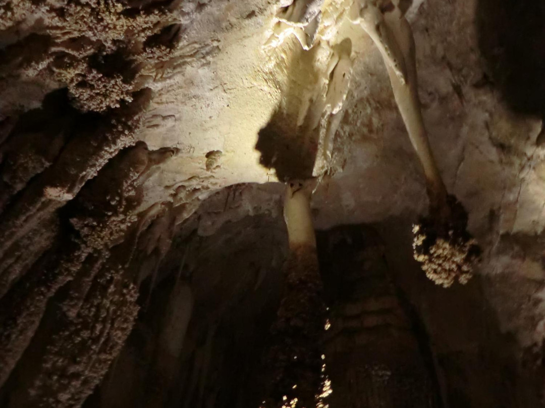 Lion's Tail-卡尔斯巴德洞穴国家公园必去景点