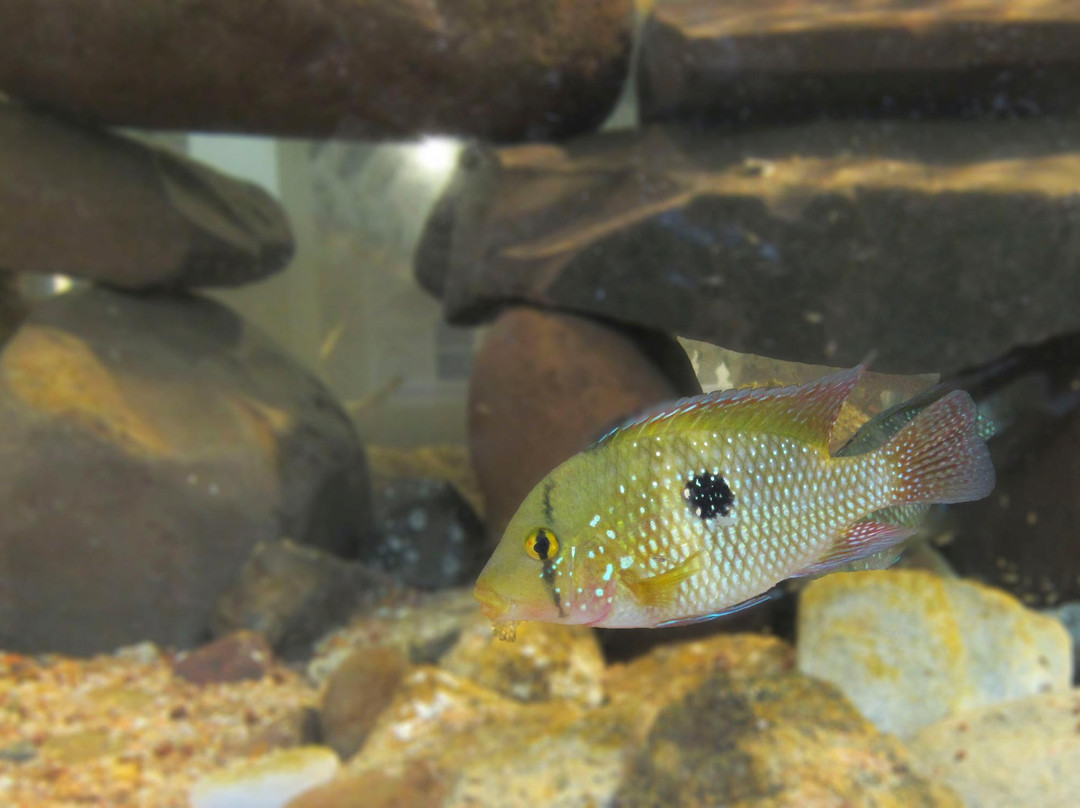 Museu de Ciências Naturais da Universidade Federal do Rio Grande do Sul – MUCIN-Imbe必去景点