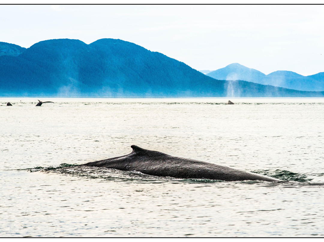 Wild Alaska Charters-古斯塔夫斯必去景点