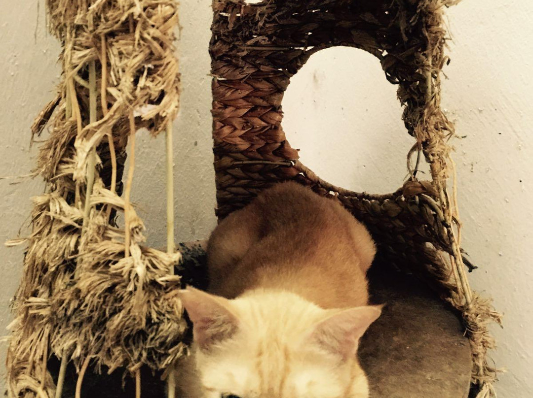 The Country Cat Cafe-波德申必去景点