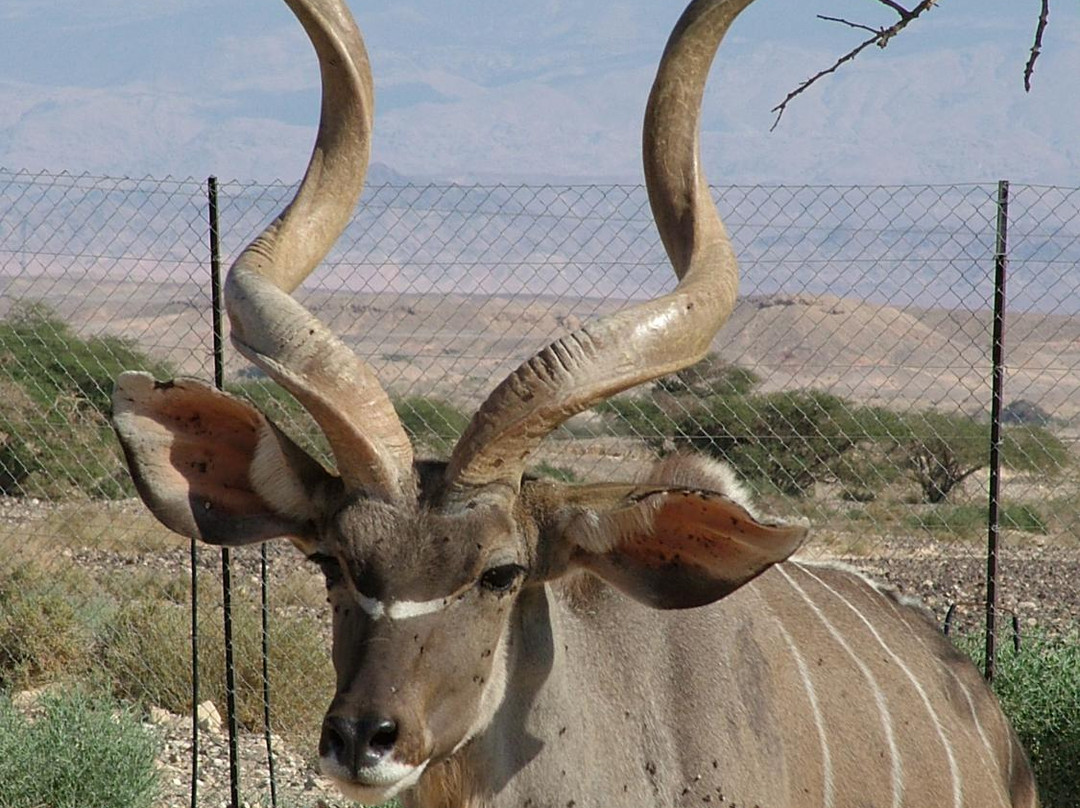 Antelope Ranch in the Arava Valley景点图片