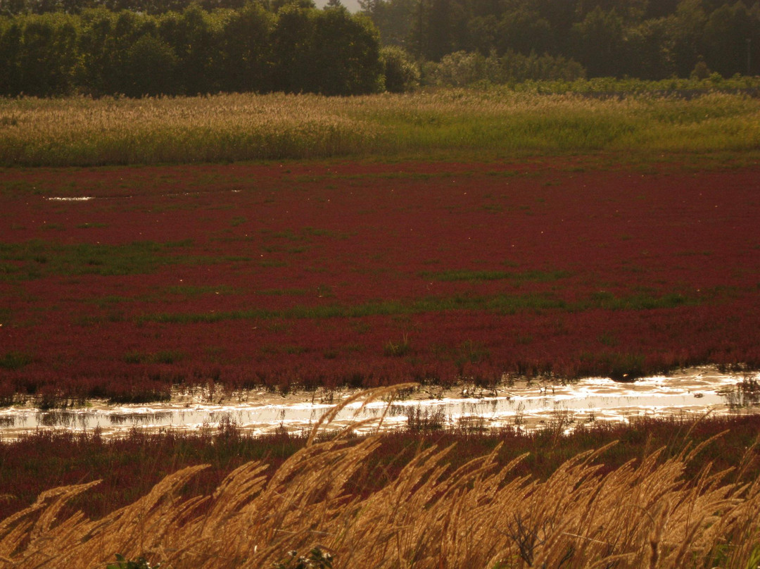 Cape Kimuaneppu-佐吕间町必去景点
