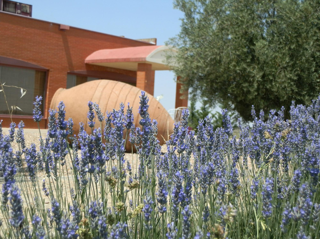 Bodega Cyan-Toro必去景点