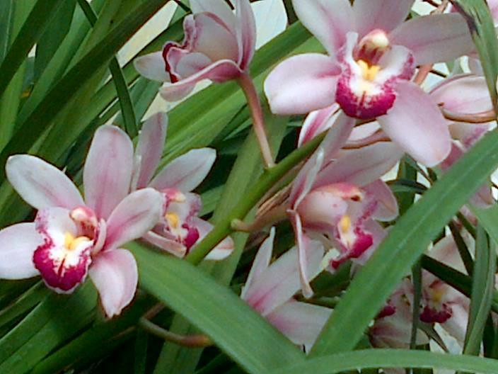 Bellevue Park-苏圣玛丽必去景点