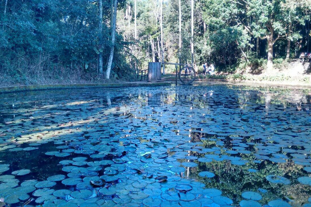 Jardim Botânico de São Paulo-圣保罗必去景点