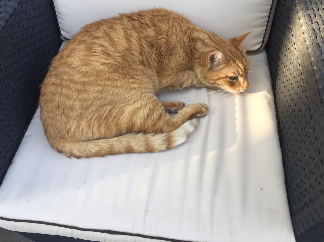 Landhotel Gut Zarrentin主图