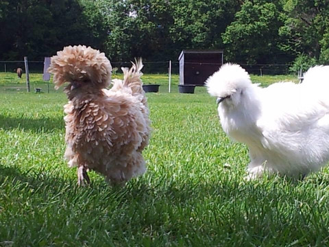 Saint-Fiacre旅游攻略图片