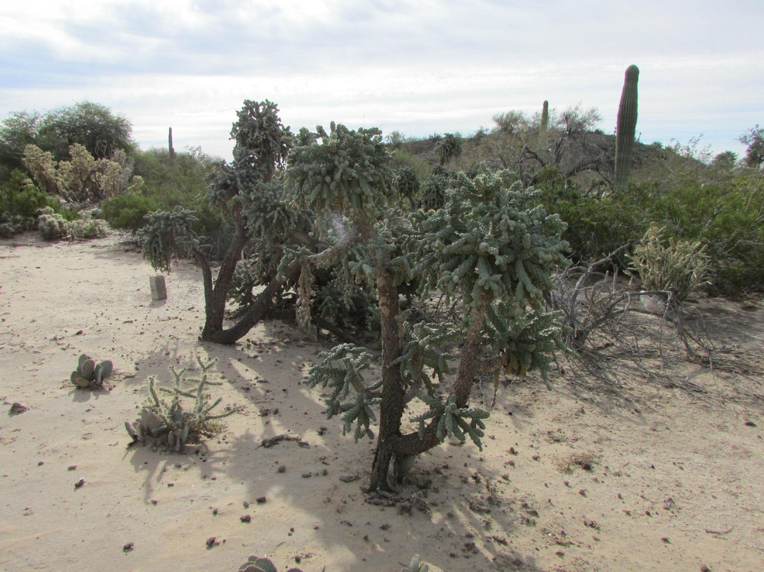 Yuma Conservation Garden-尤马必去景点
