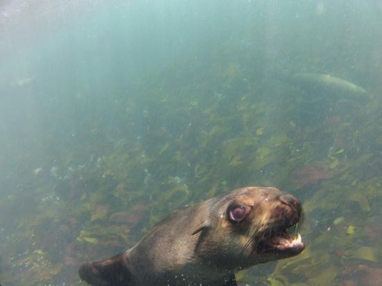 Animal Ocean Seal Snorkeling景点图片