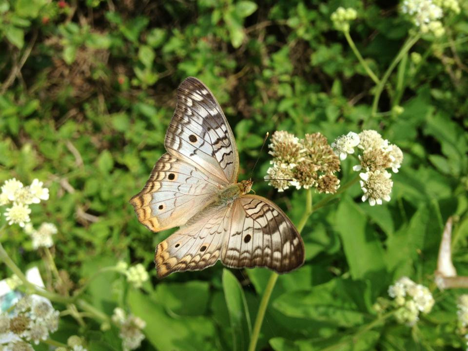 McAllen Nature Center-麦卡伦必去景点