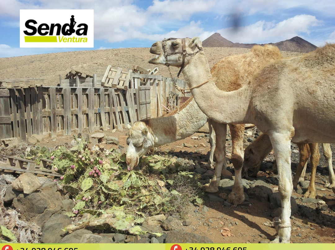 Senda Ventura景点图片