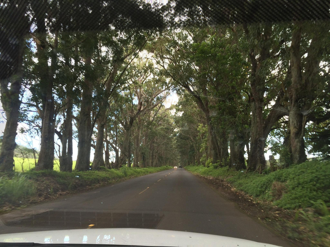 Tree Tunnel-可洛亚必去景点