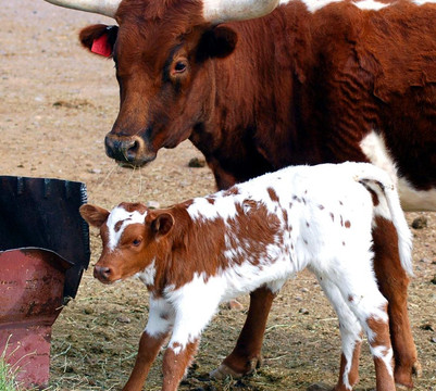 New Mexico Farm and Ranch Heritage Museum-拉斯克鲁塞斯必去景点