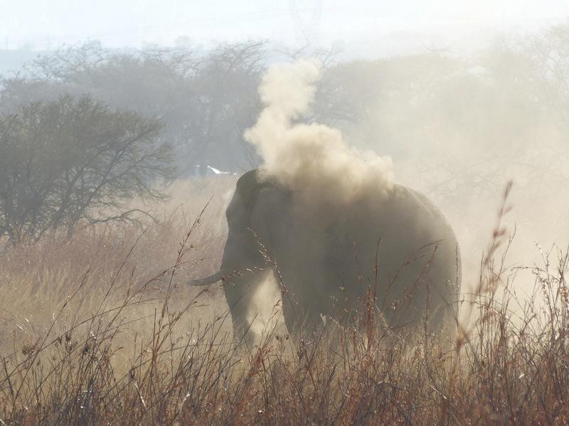 Nambiti Big 5 Private Game Reserve-Ladysmith必去景点