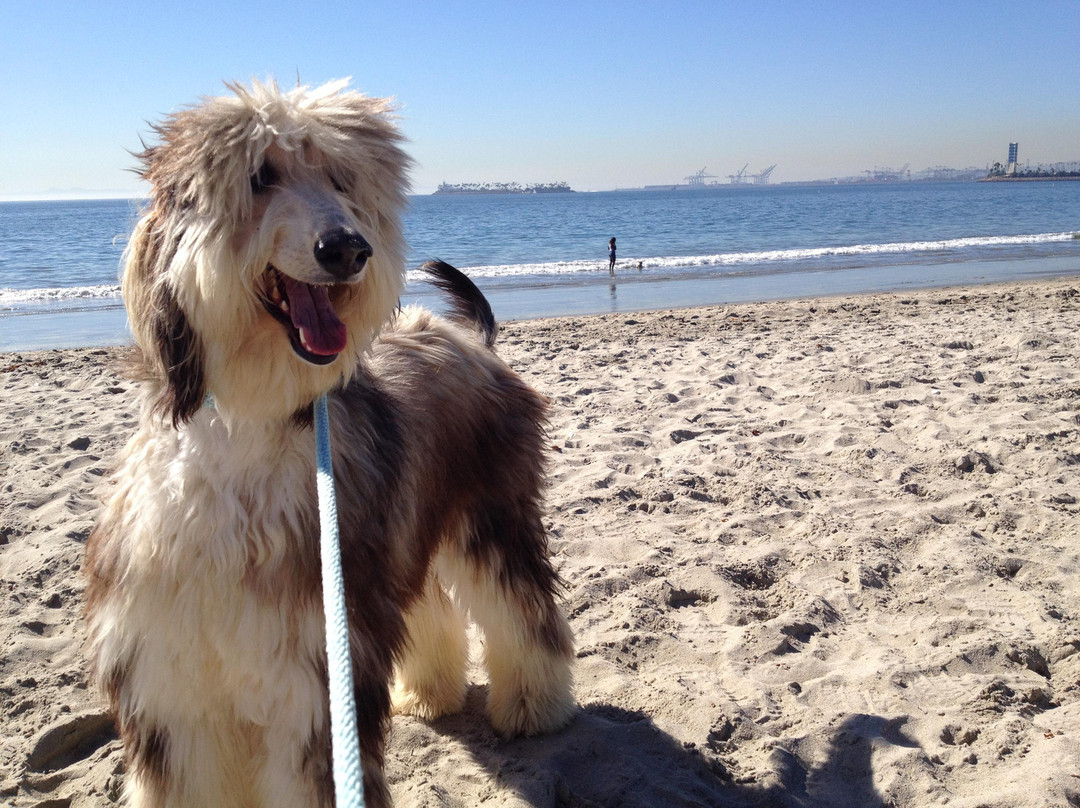 Rosie's Dog Beach-长滩必去景点