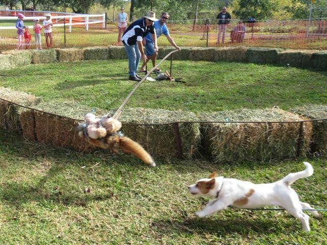 The Great Nundle Dog Race
