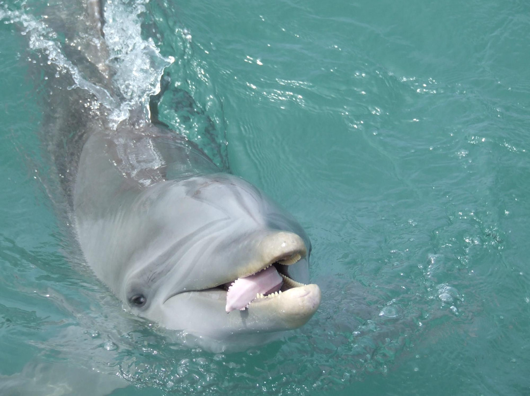 Dolphin Cove Montego Bay景点图片