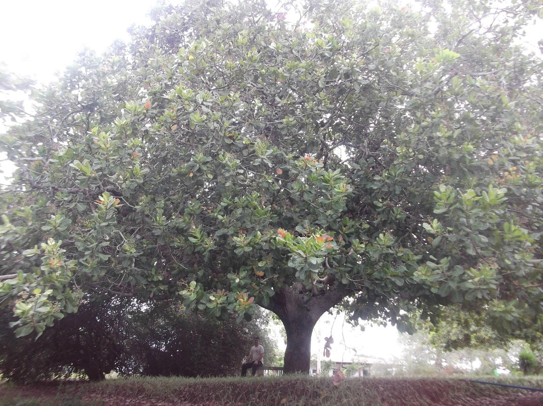Castro Alves Historic Park-Cabaceiras do Paraguacu必去景点