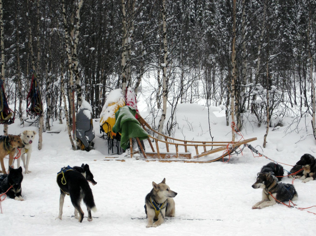 哈士奇雪橇之旅-罗瓦涅米必去景点