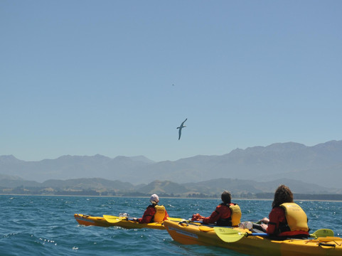 凯库拉皮划艇之旅-Kaikoura必去景点