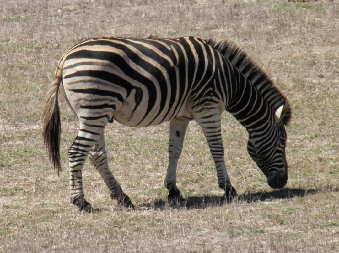 Buffelsfontein Game & Nature Reserve - Day Tours景点图片