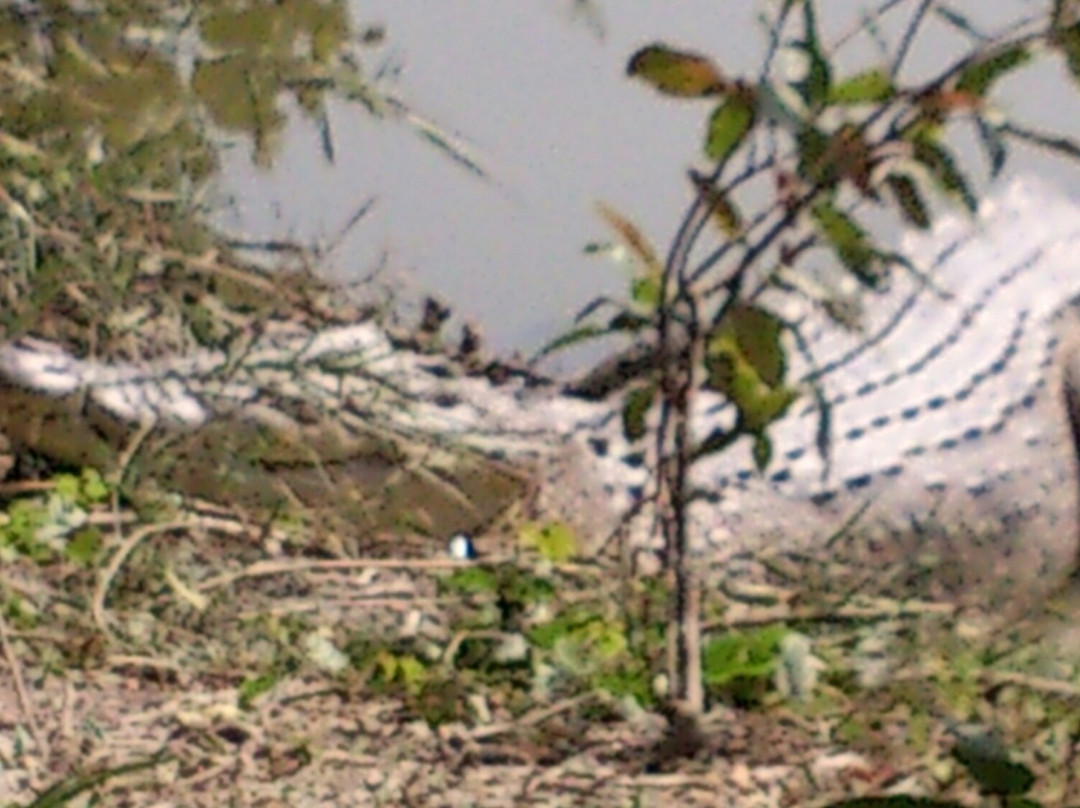 Sundarbans景点图片