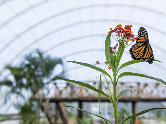 Yee Lo Bee Parque Mariposario-Rio Tangolunda必去景点