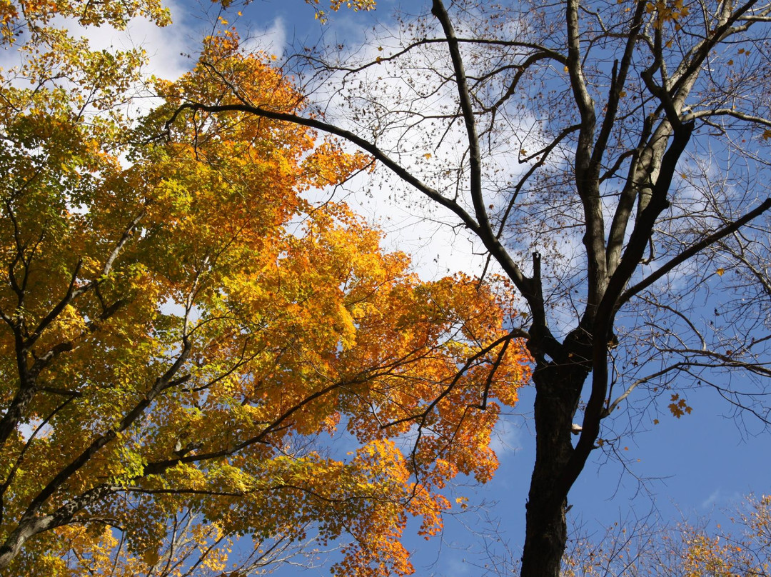 Turkey Mountain Nature Preserve景点图片