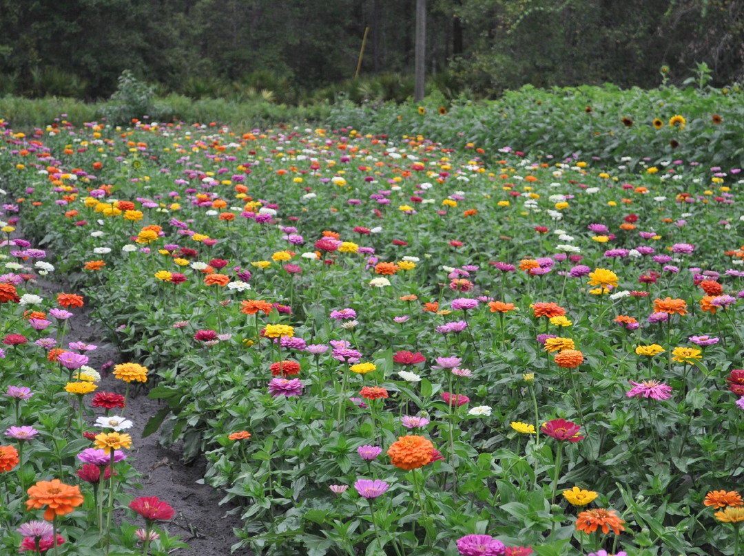 Poppell Farms-Odum必去景点