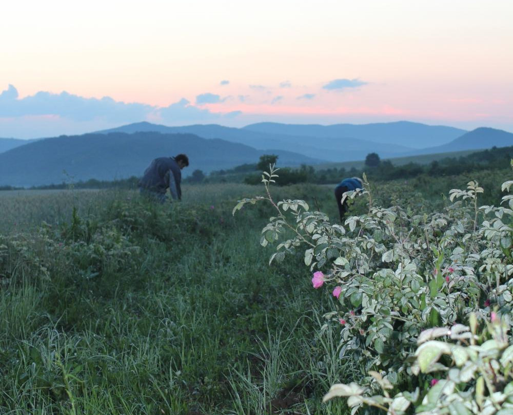 Little Rose Fields-Panicherevo必去景点