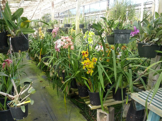 Santa Barbara Orchid Estate-圣巴巴拉必去景点