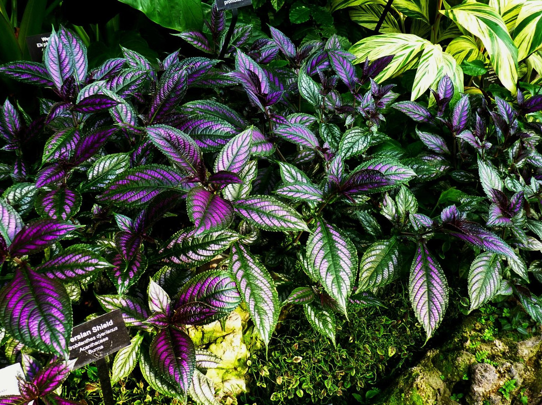 林肯公园花房-芝加哥必去景点