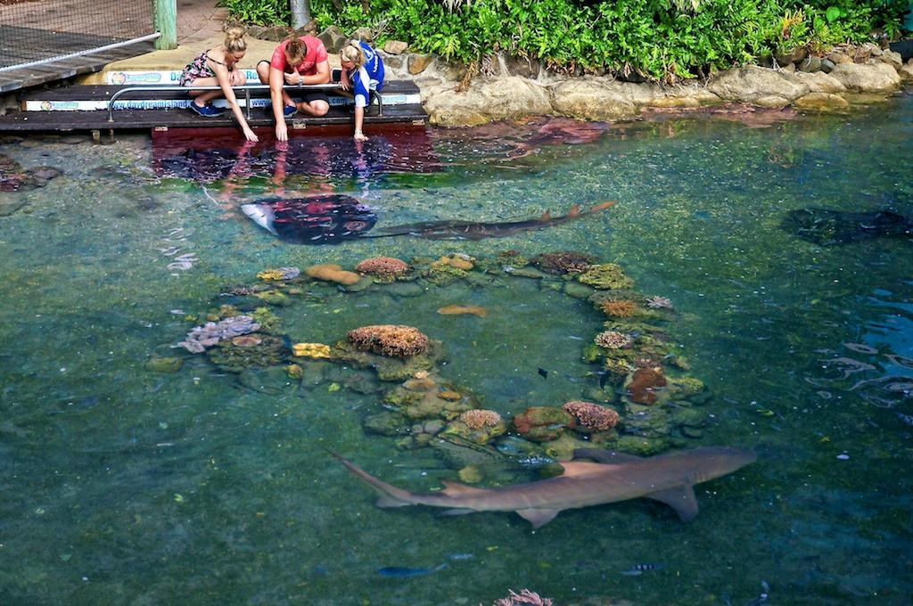 Daydream Island Living Reef景点图片