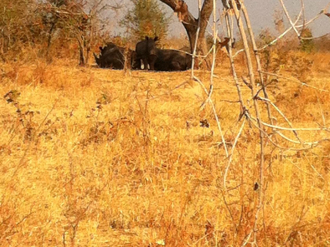 Afrizim Rhino Walk - Mosi Oa Tunya Park-李文斯顿必去景点