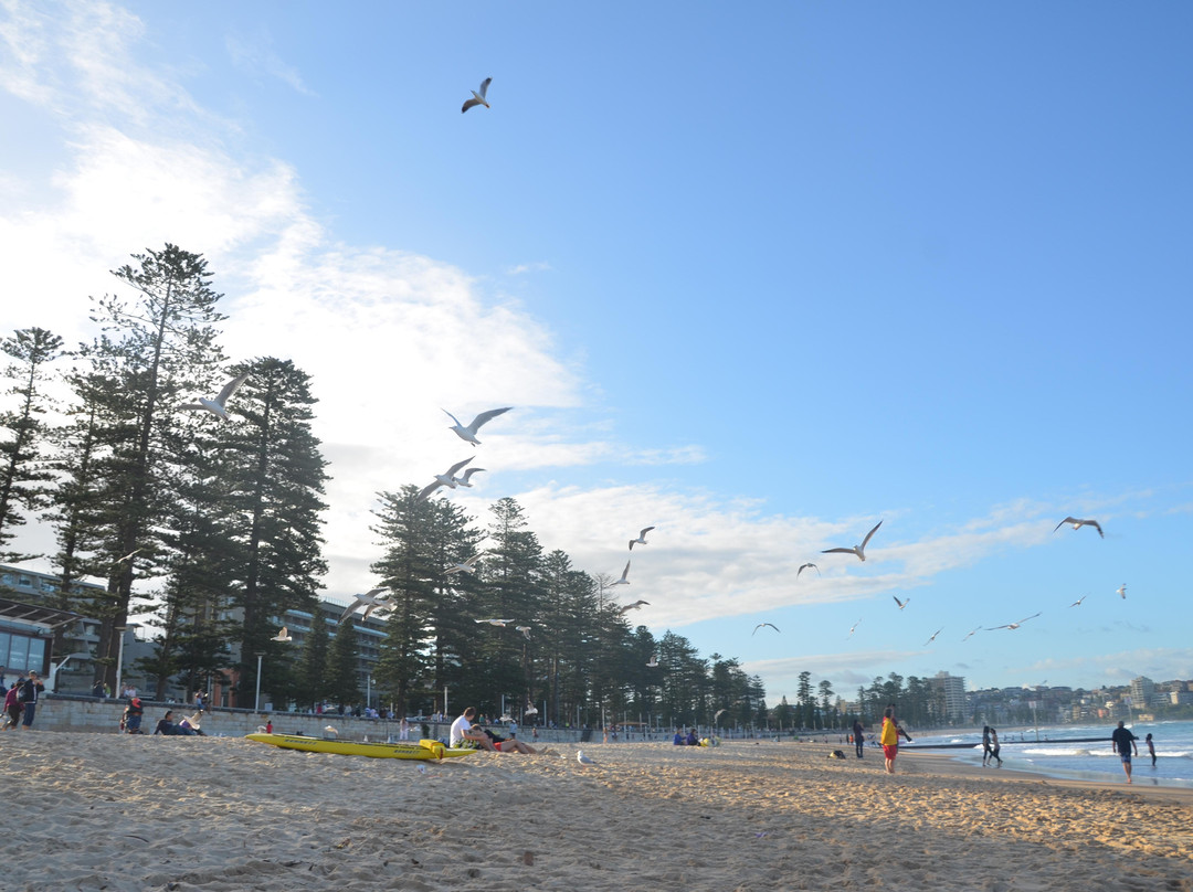 曼利海滩-悉尼必去景点