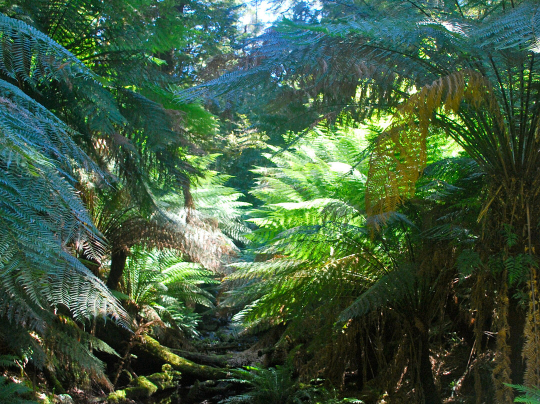 Beauchamp Falls-Beech Forest必去景点