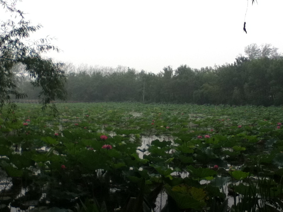 微山湖湿地红荷旅游风景区-滕州市必去景点