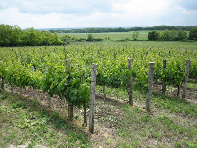 Lics Winery景点图片