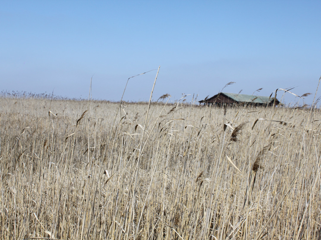 崇明东滩自然保护区-崇明县必去景点