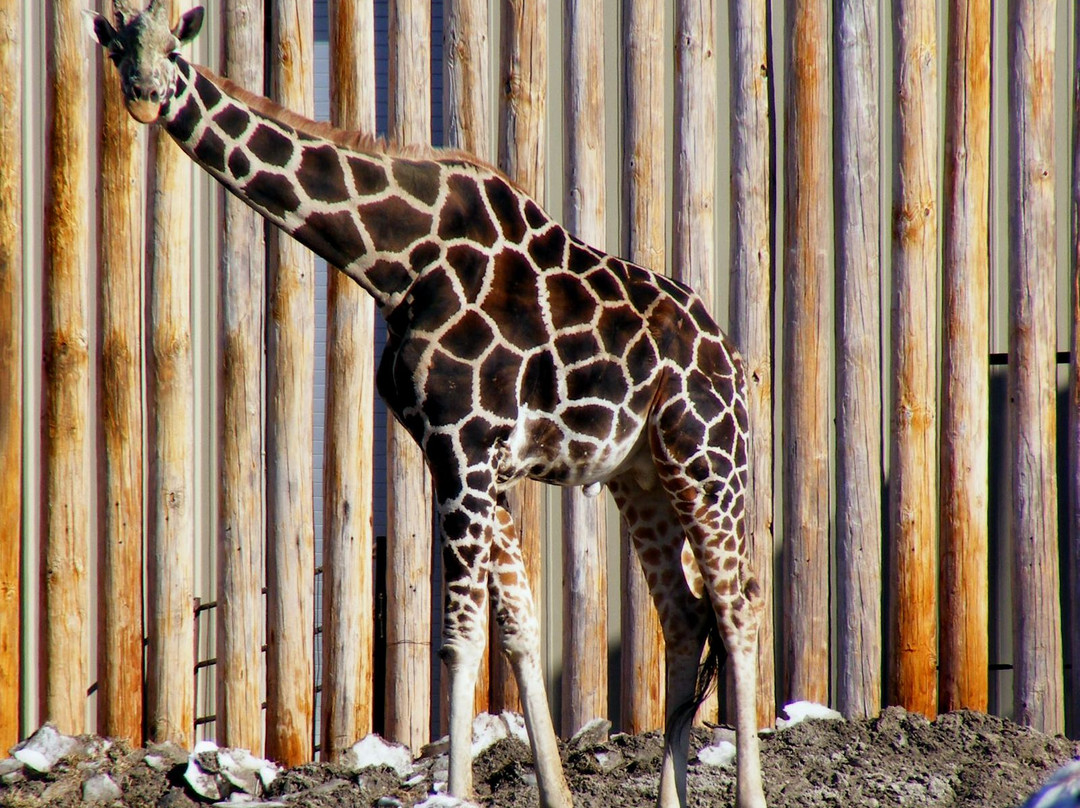 Tulsa Zoo-塔尔萨必去景点