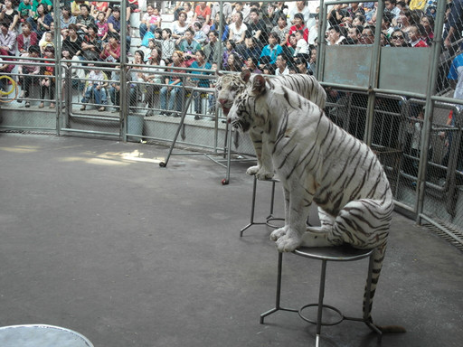 杭州动物园-杭州市必去景点