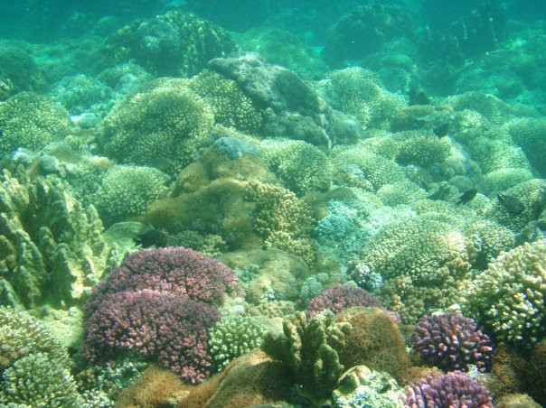 Lagoon Beach-豪勋爵群岛必去景点