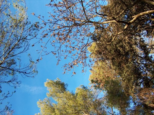 Bois de Montmaur景点图片