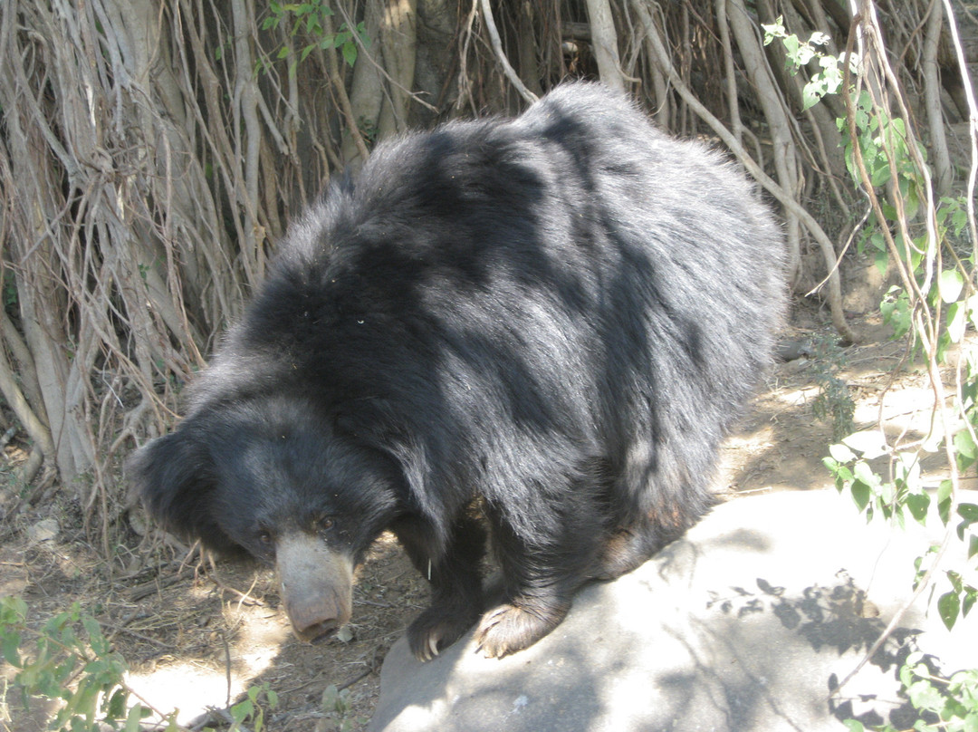 Bannerughatta Biological Park景点图片
